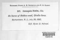 Cercospora diodiae image